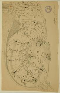 Hand-drawn illustration of a Hippocampus