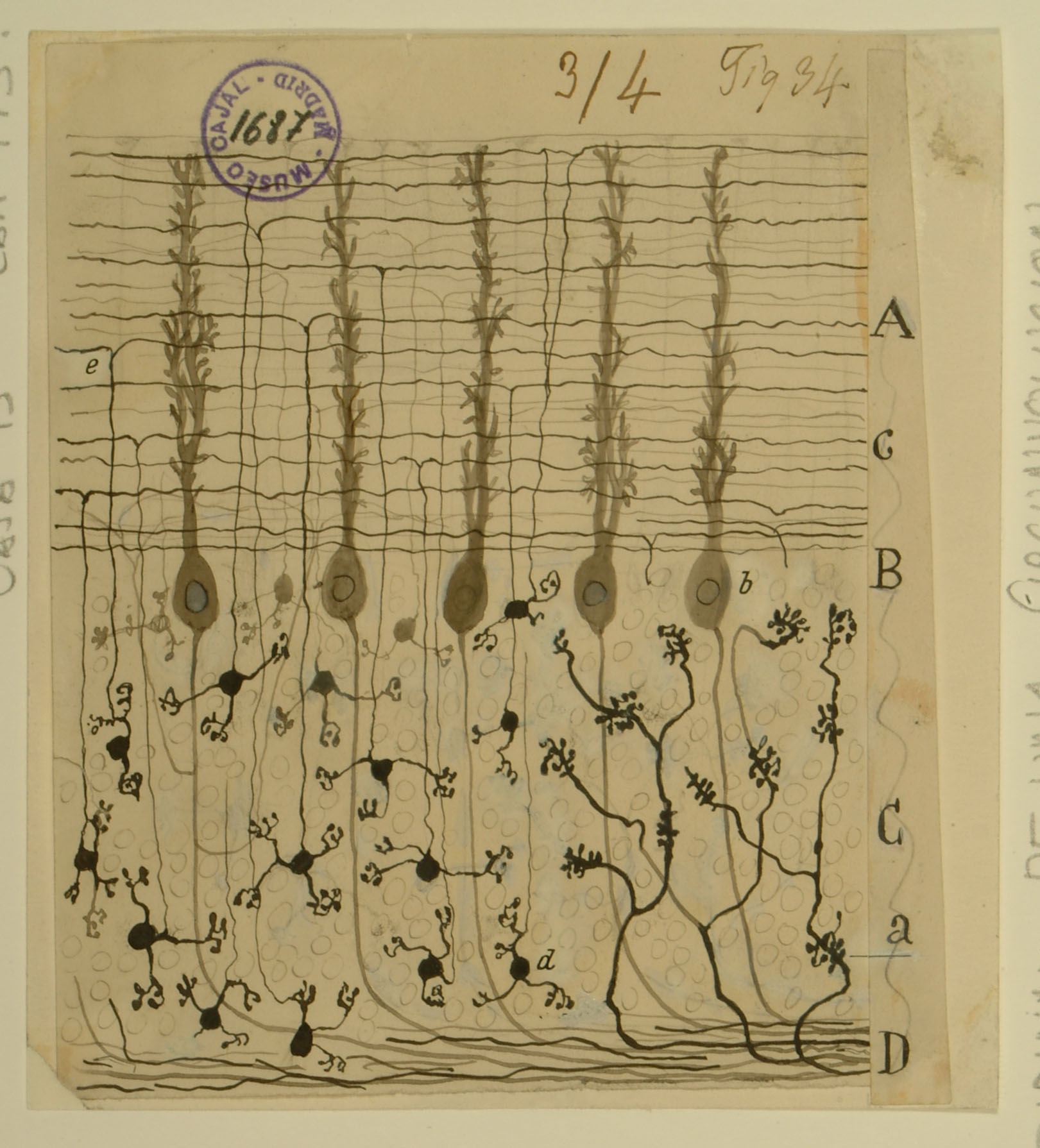 Illustration of neurons