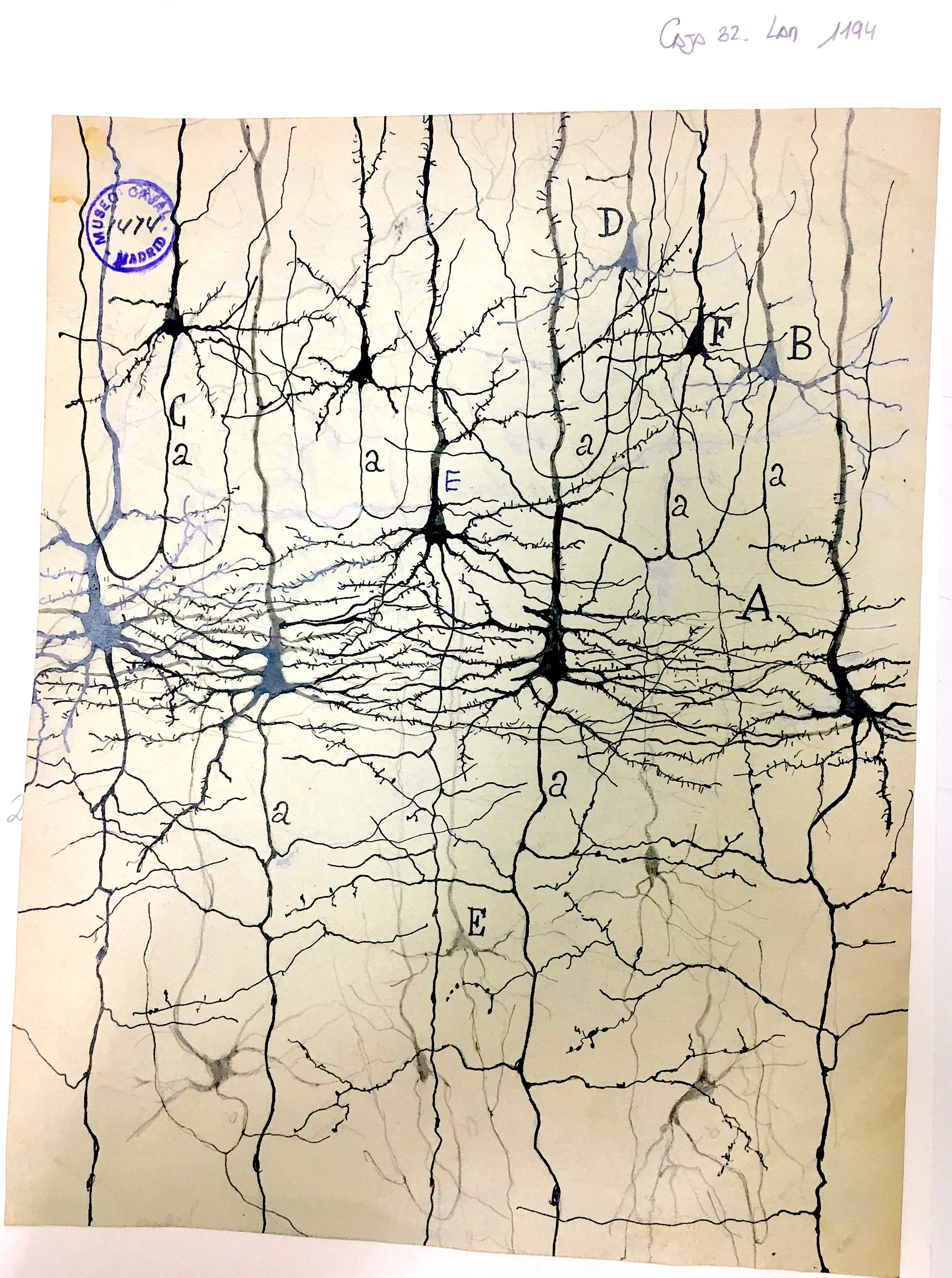 Hand-drawn illustration of layer 5 of the visual cortex