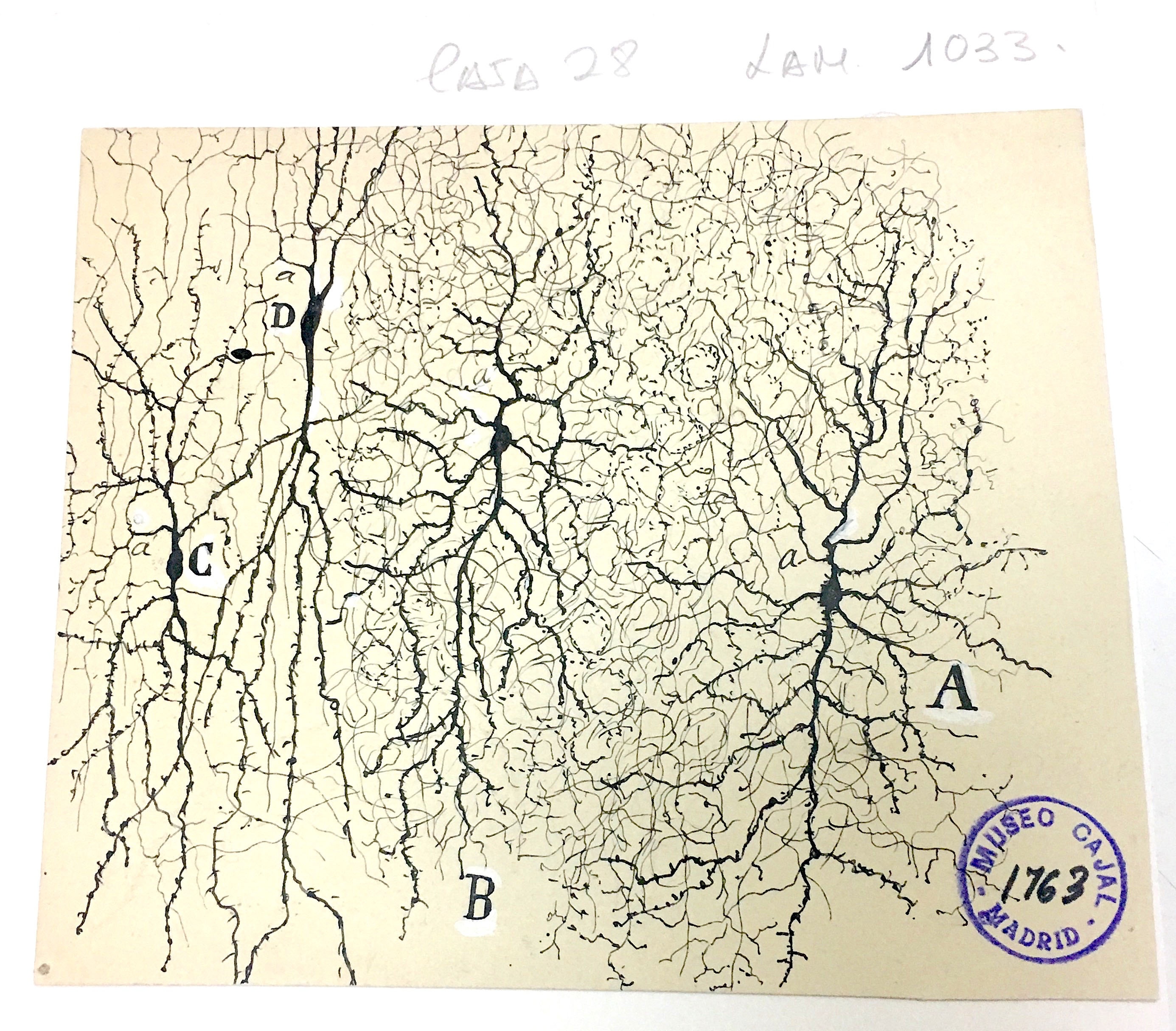 Hand-drawn illustration of interneurons of the auditory cortex
