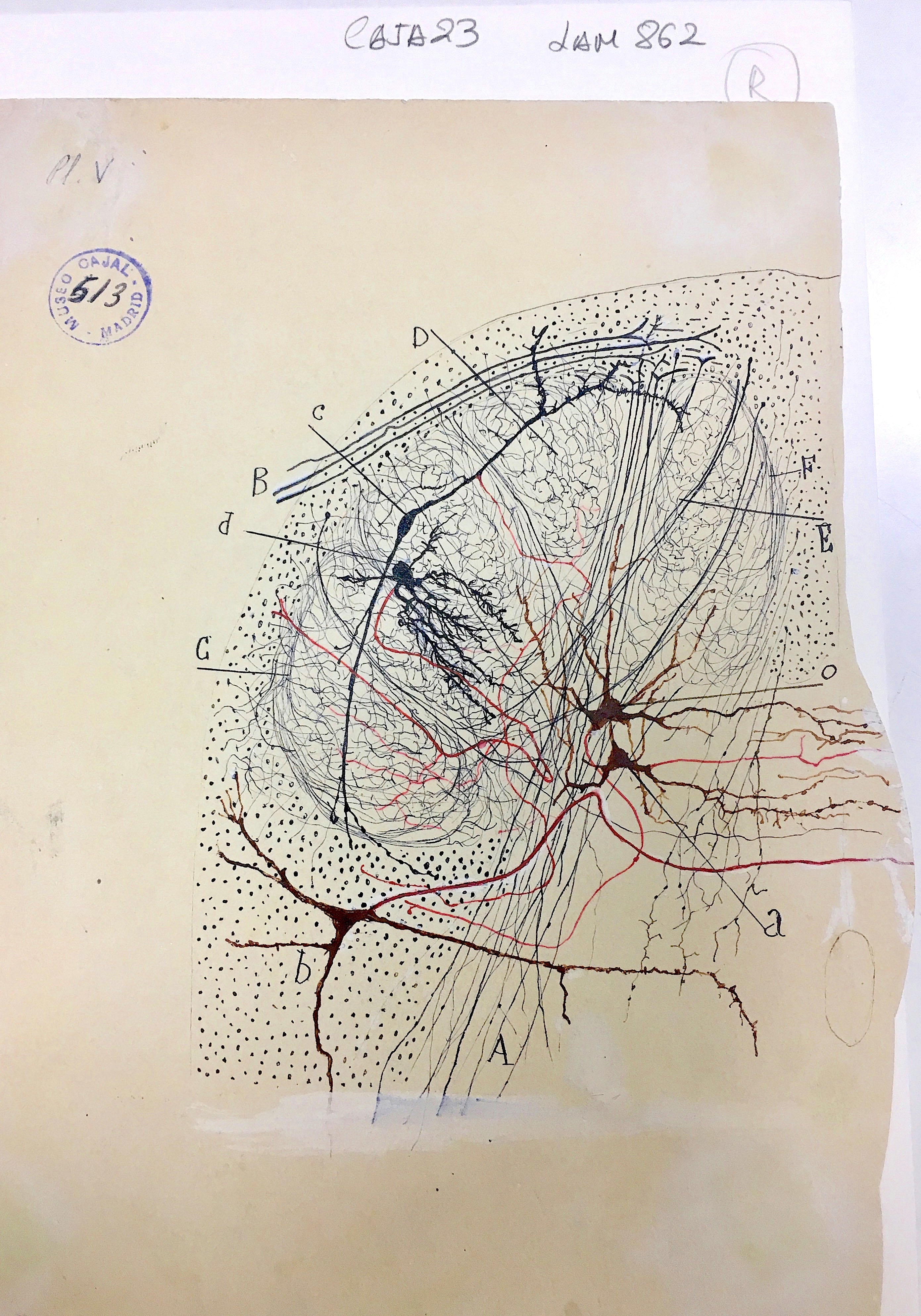 Hand-drawn illustration of cells of the substantia gelatinosa of Rolando