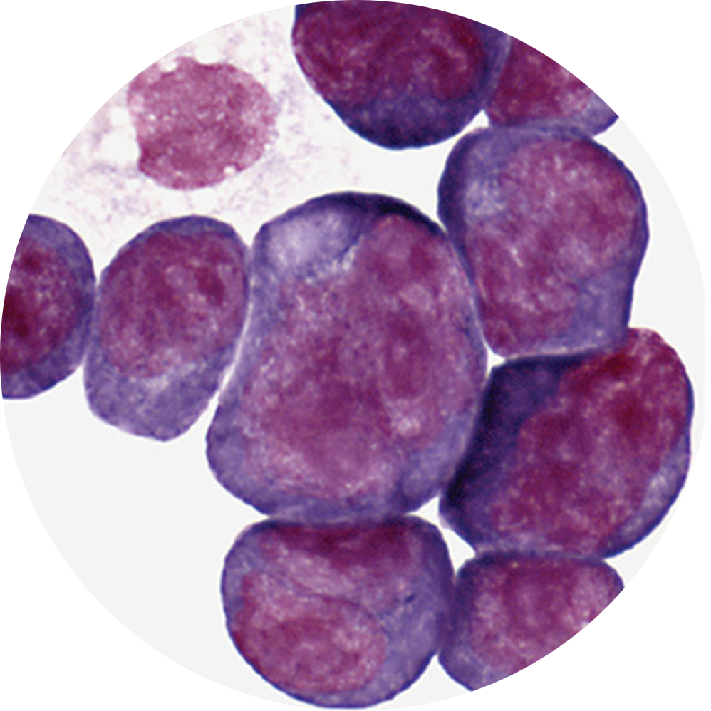 Icon of plasma cells