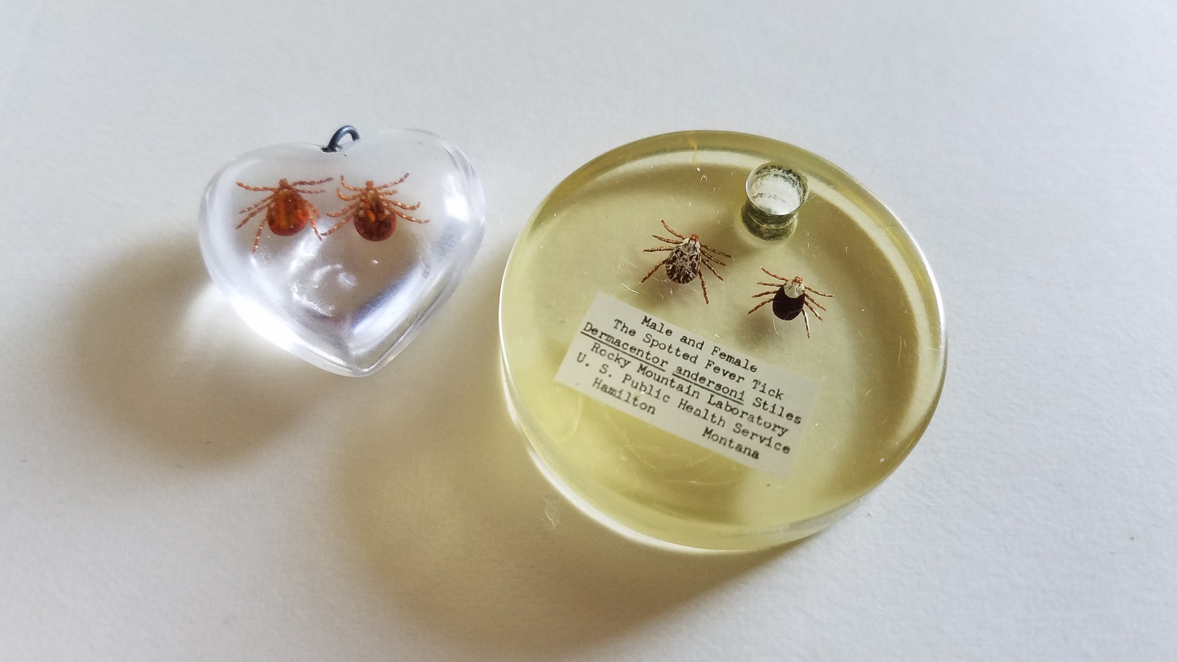 Ticks are encased in a heart pendant and a round pendant