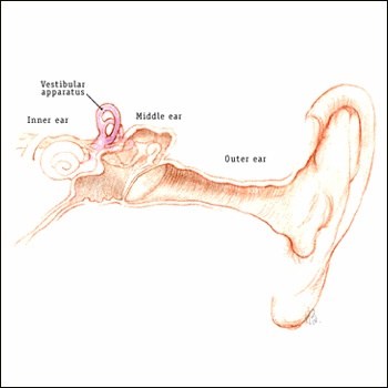 Details of the vestibule organs of the inner ear responsible for balance