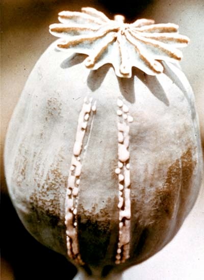 Raw Opium Oozes from a Lanced Poppy Seed Pod