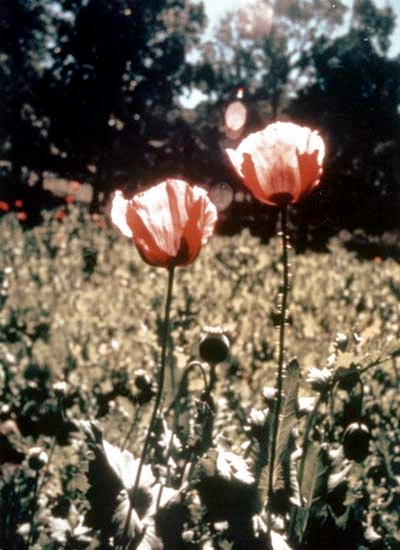 Sap from the poppy Papover somniferum (pictured below) has been used for thousands of years to relieve pain and treat symptoms of diseases.