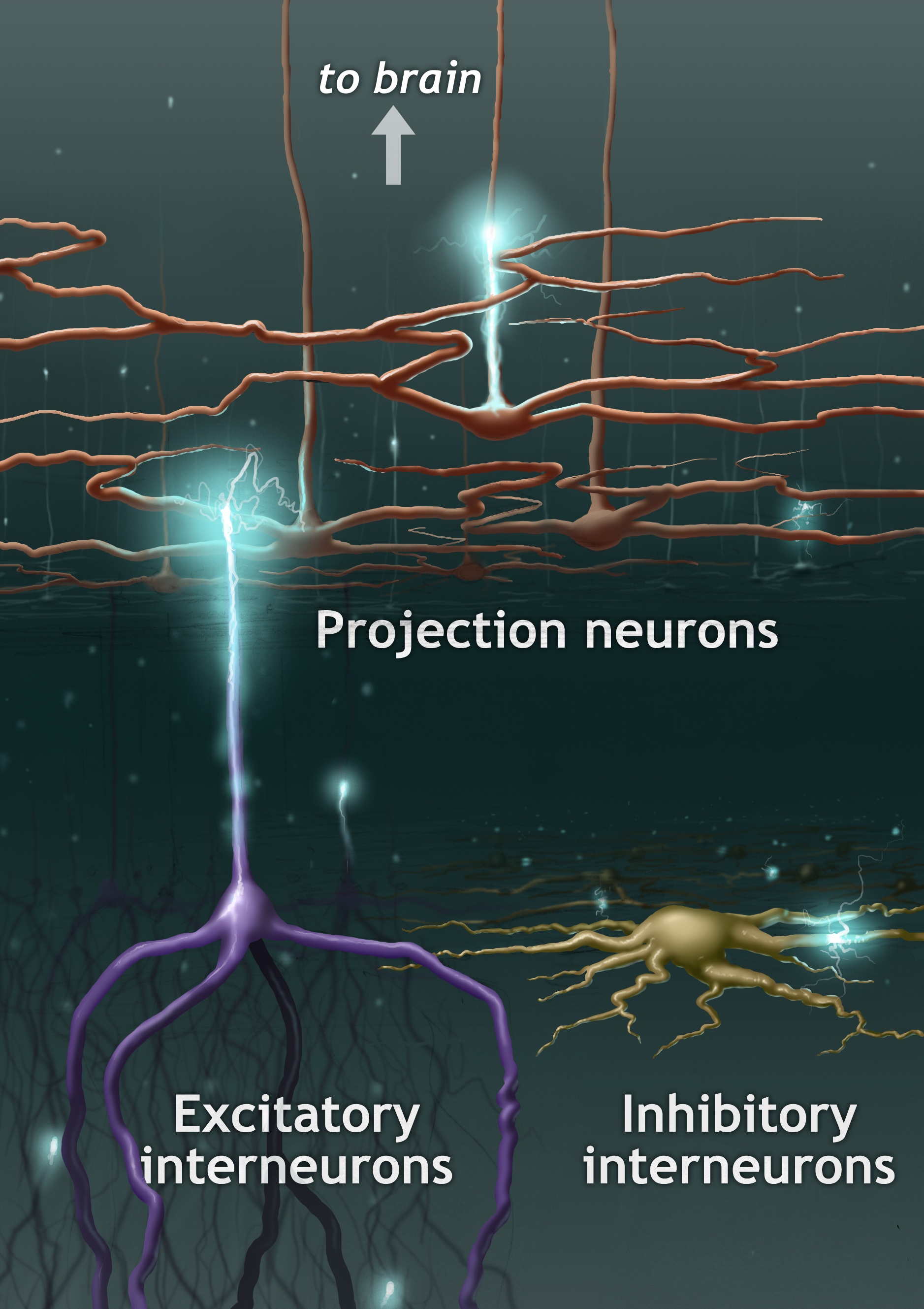 Illustration of neurons and the brain