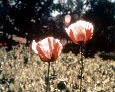 poppy flowers