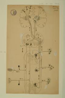 Hand-drawn illustration of a Spinal Cord