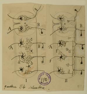 Hand-drawn illustration of Continuity vs. Contiguity