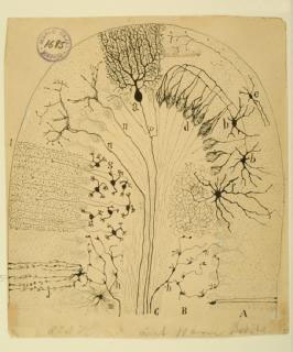 Hand-drawn illustration of a Cerebellum