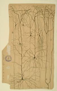 Hand-drawn illustration of Cortical Pyramidal Cells