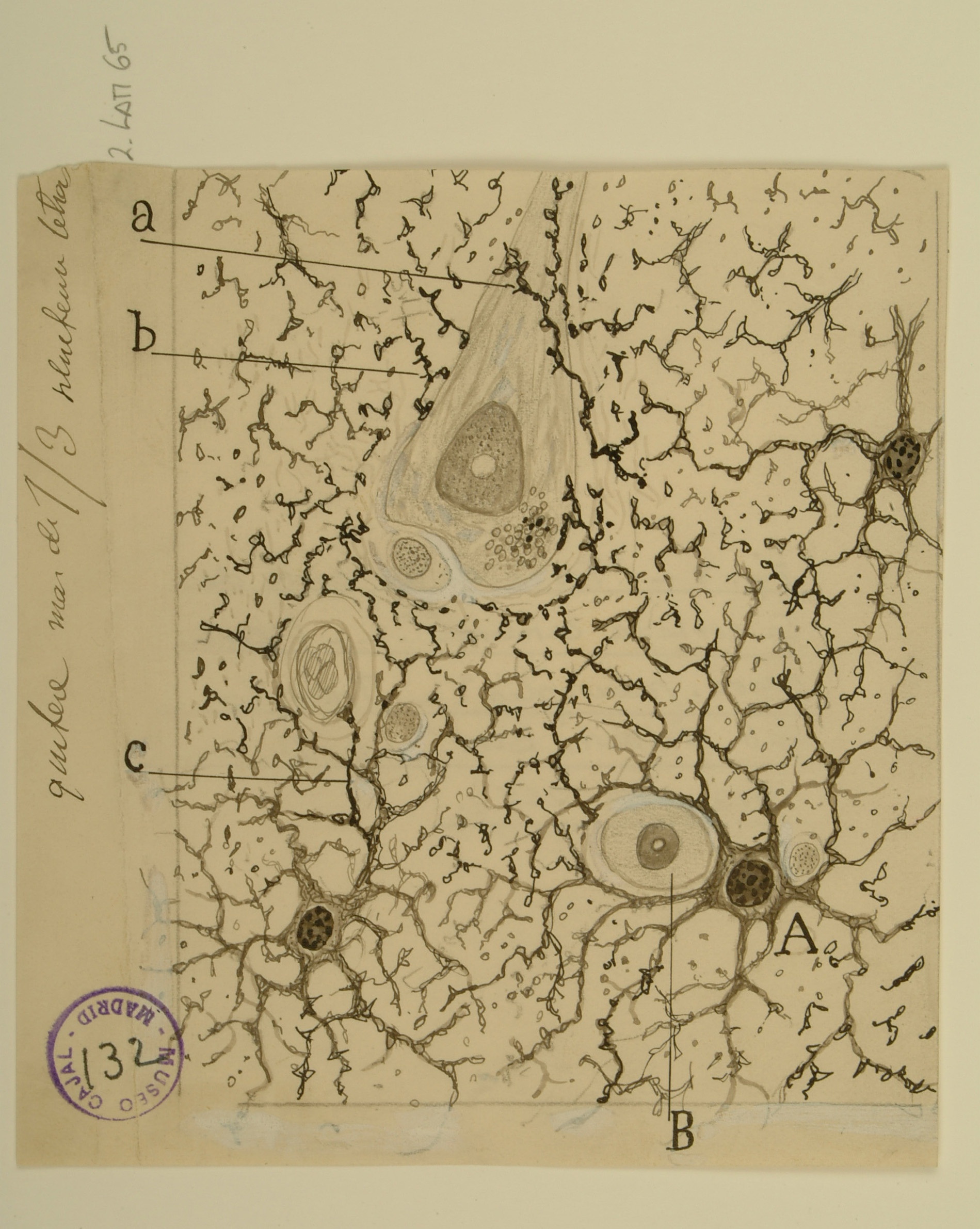 Hand-drawn illustration of Astrocytes