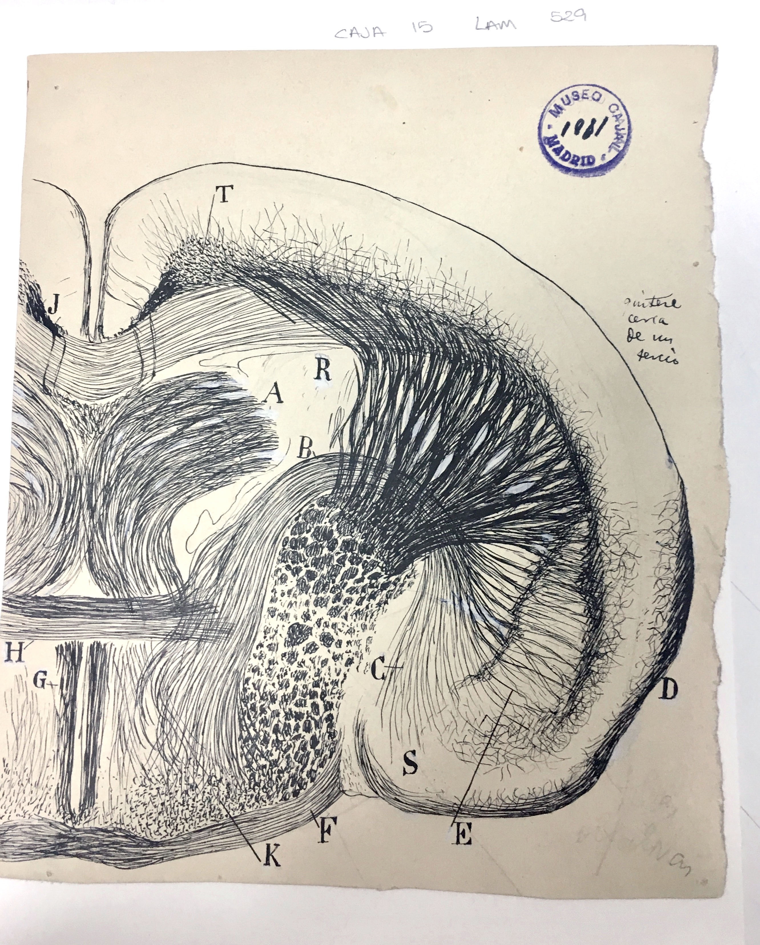 Hand-drawn illustration of a coronal brain section of a young mouse