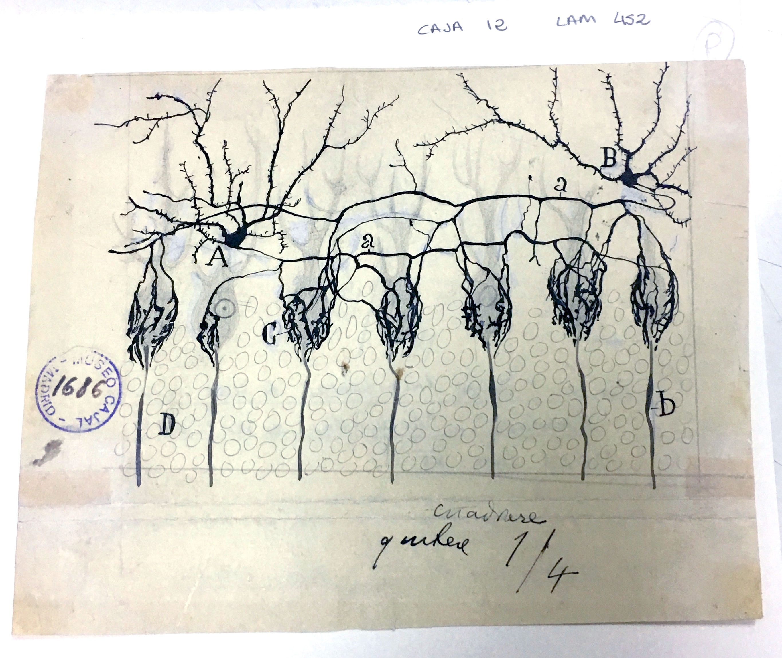 Illustration of basket cells in the cerebellum