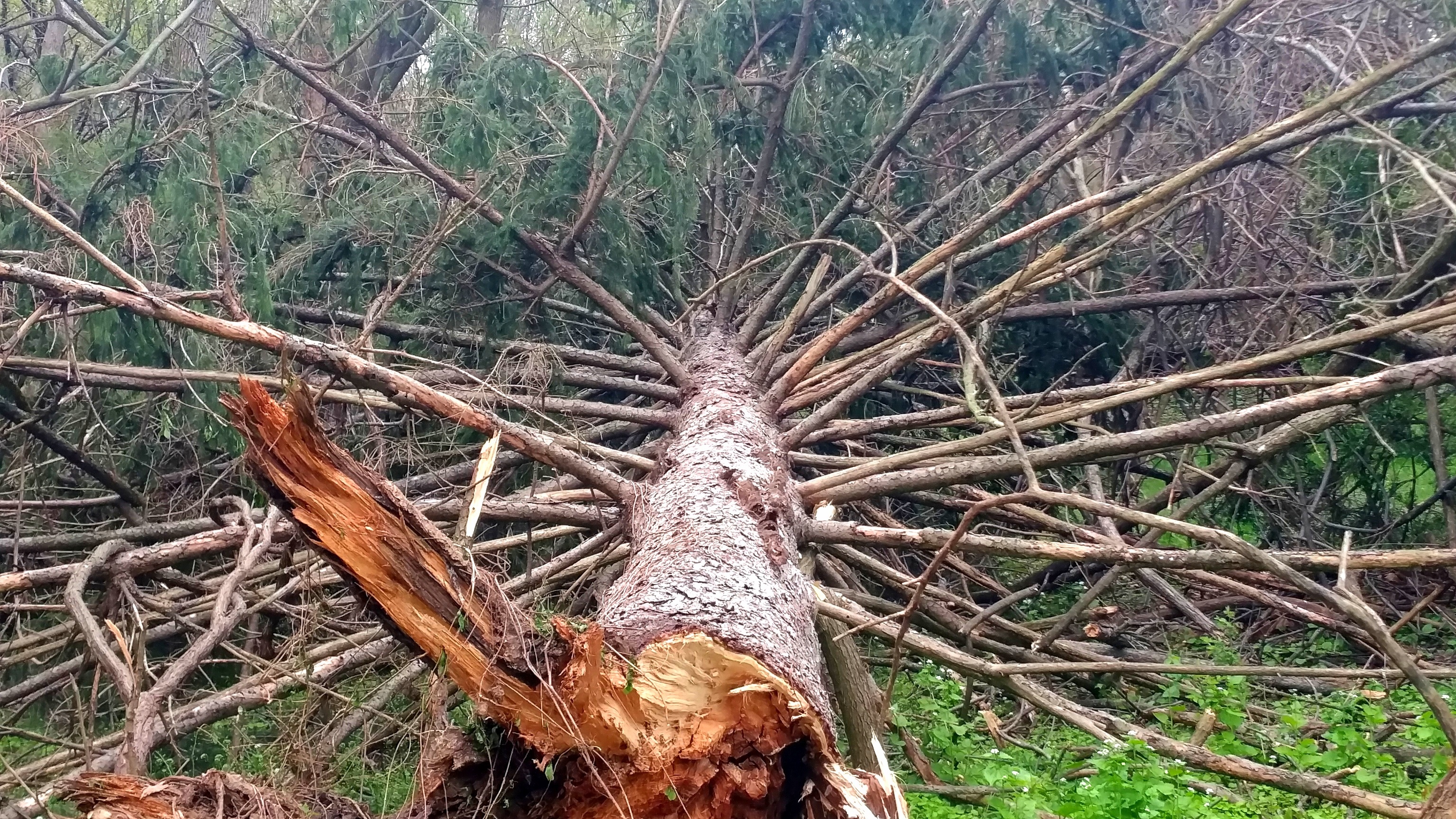 A photograph of a coniferous tree that has fallen over.