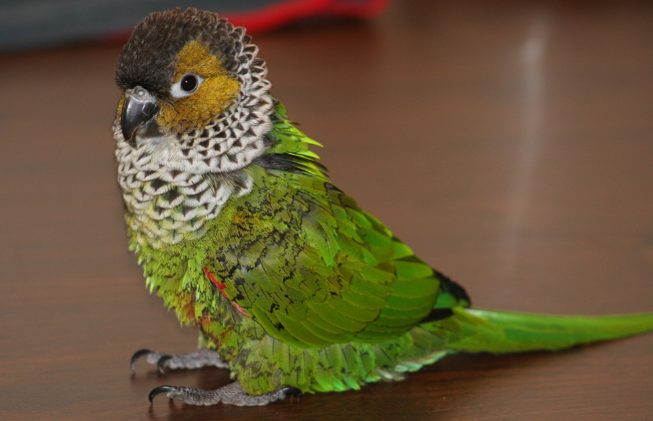 A photo of a colorful bird sitting on a table.
