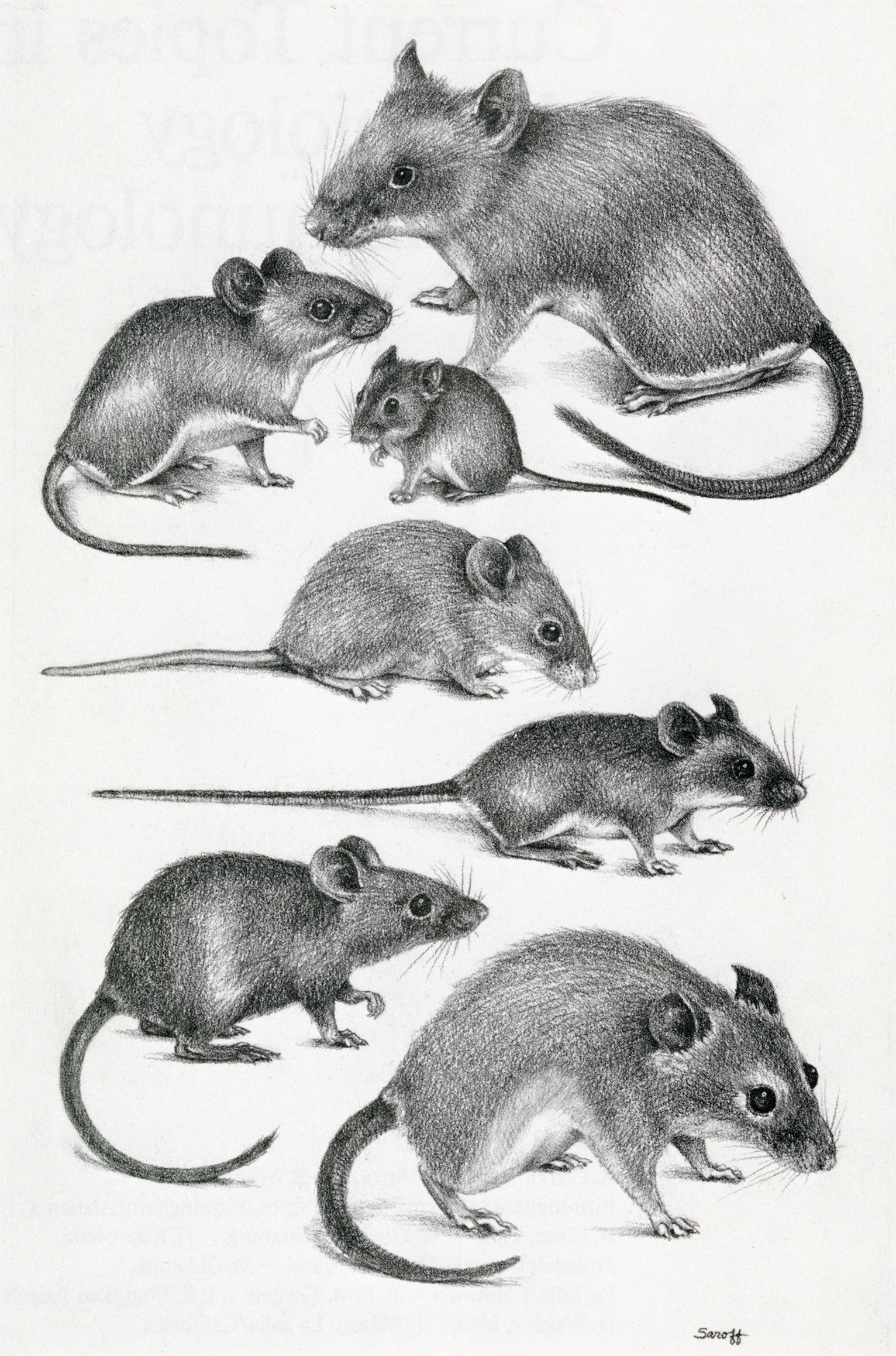 Illustration of a variety of mice