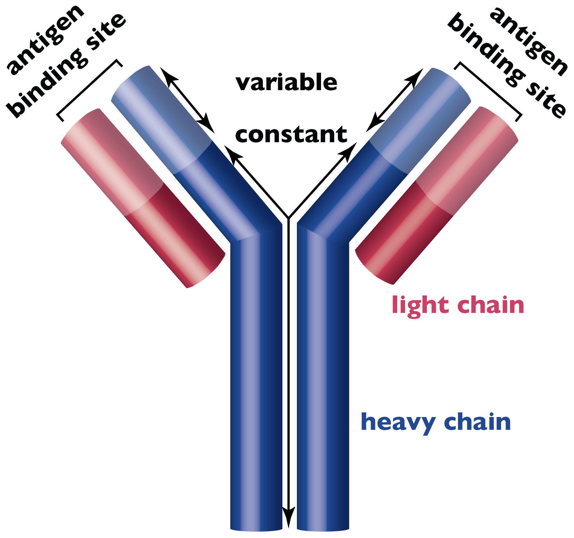 Graphic depicting antigen binding sites