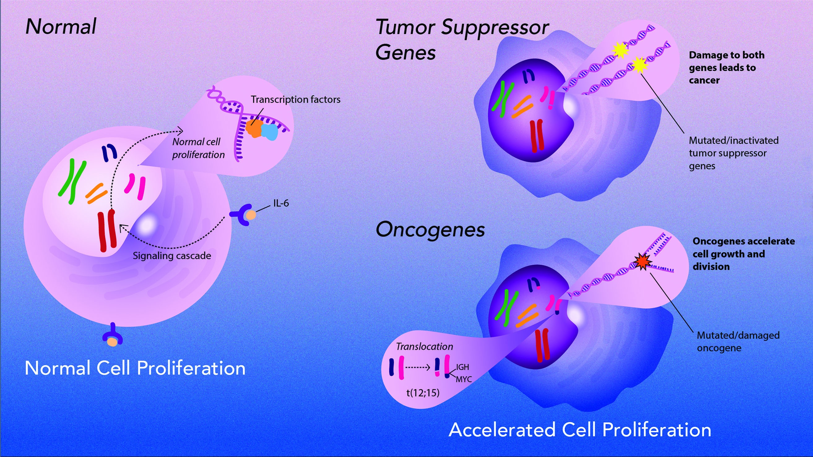 Illustration showing oncogene activation causing cells to proliferate