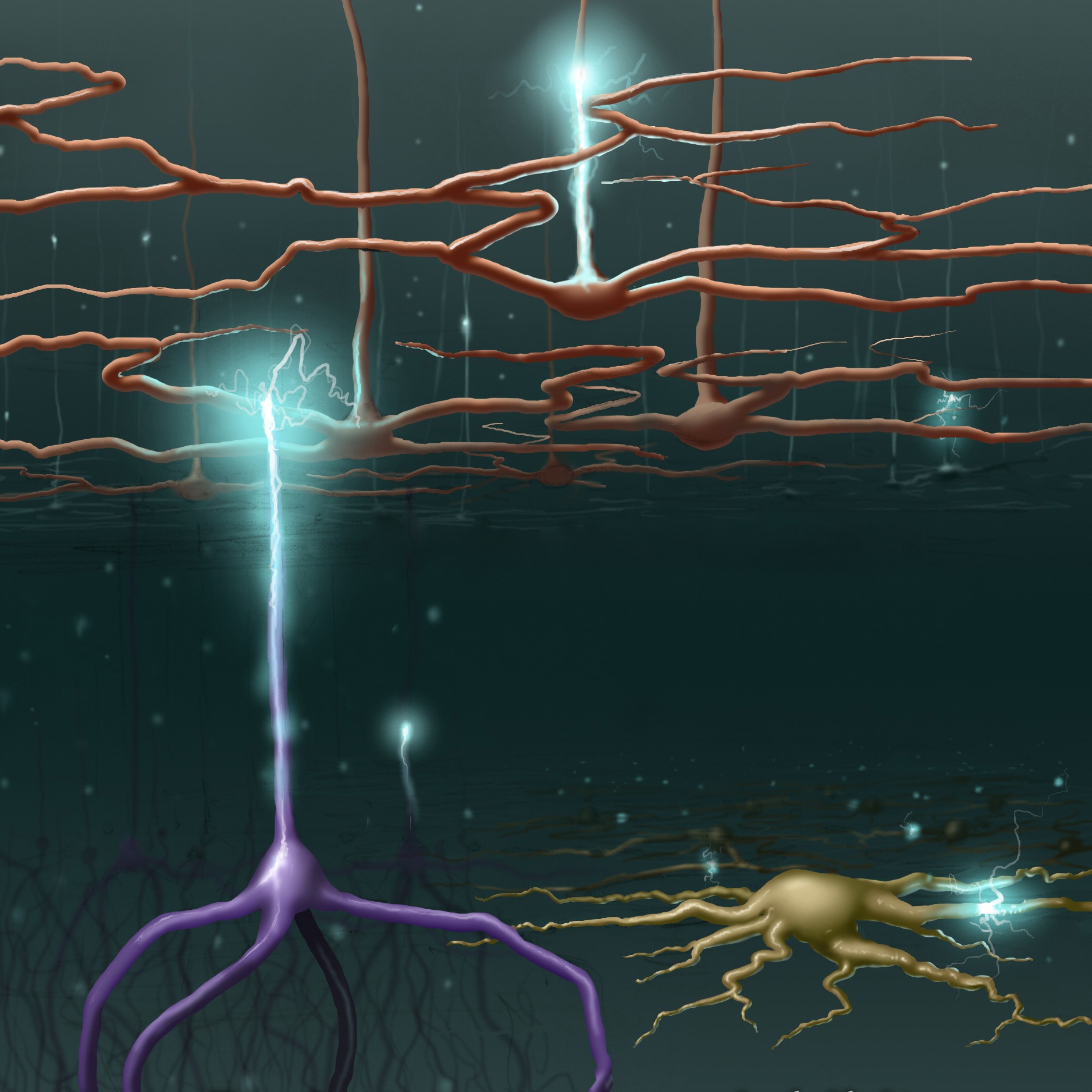 image depicting 3 types of neuron