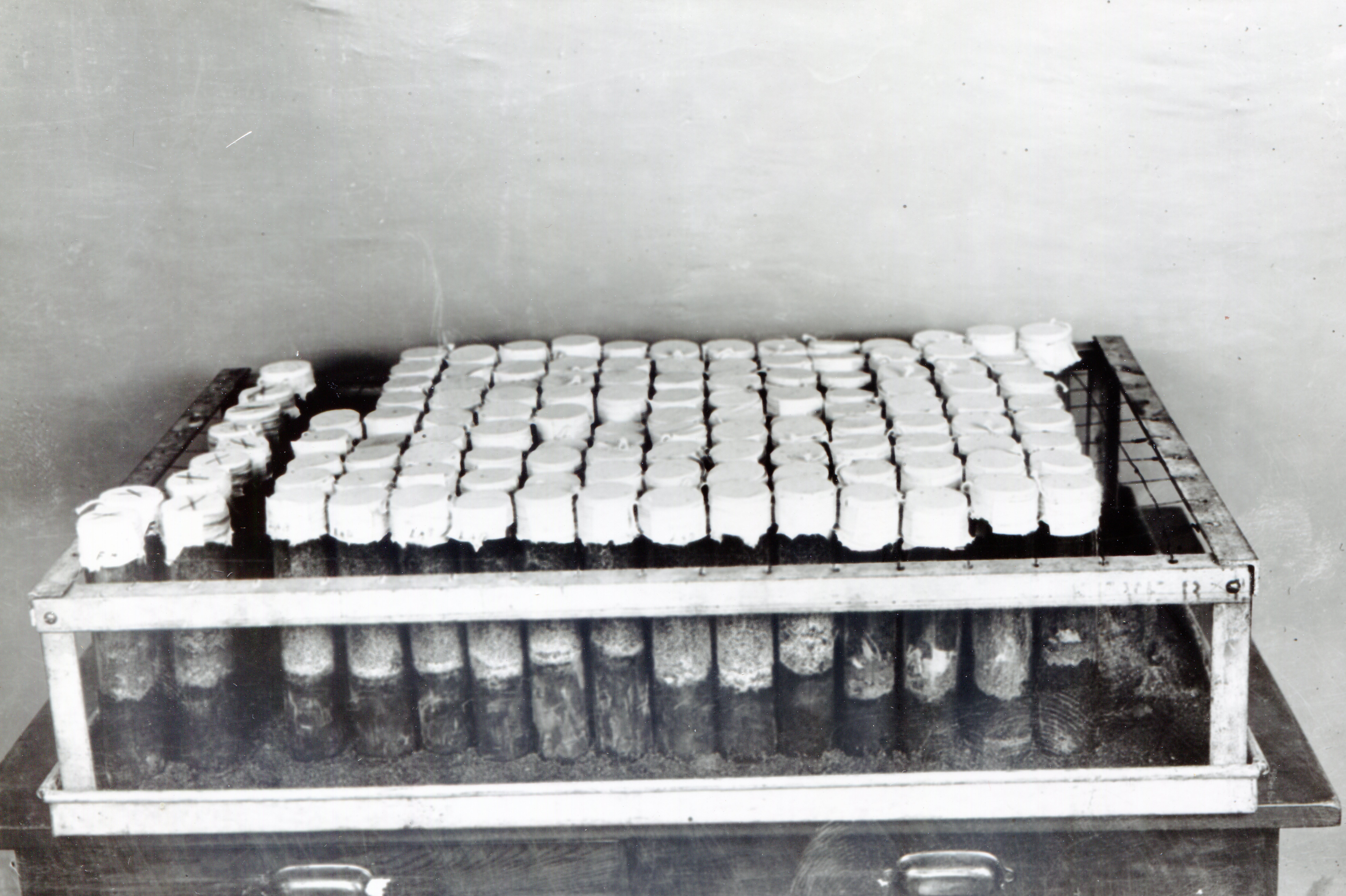 Vaccine bottles with precipitate in rows in a crate on a table. 