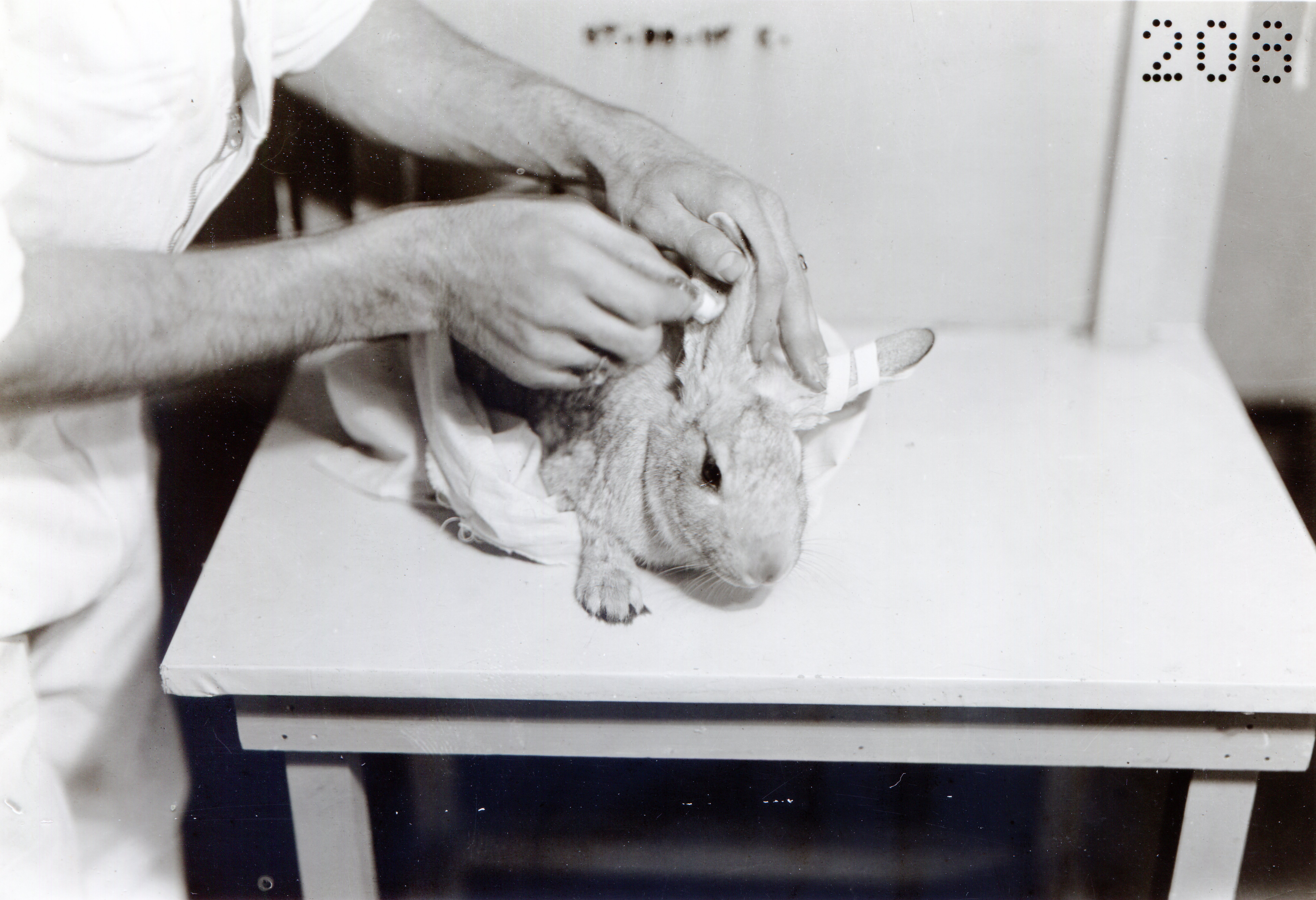 A rabbit is being wrapped in white clothe on table