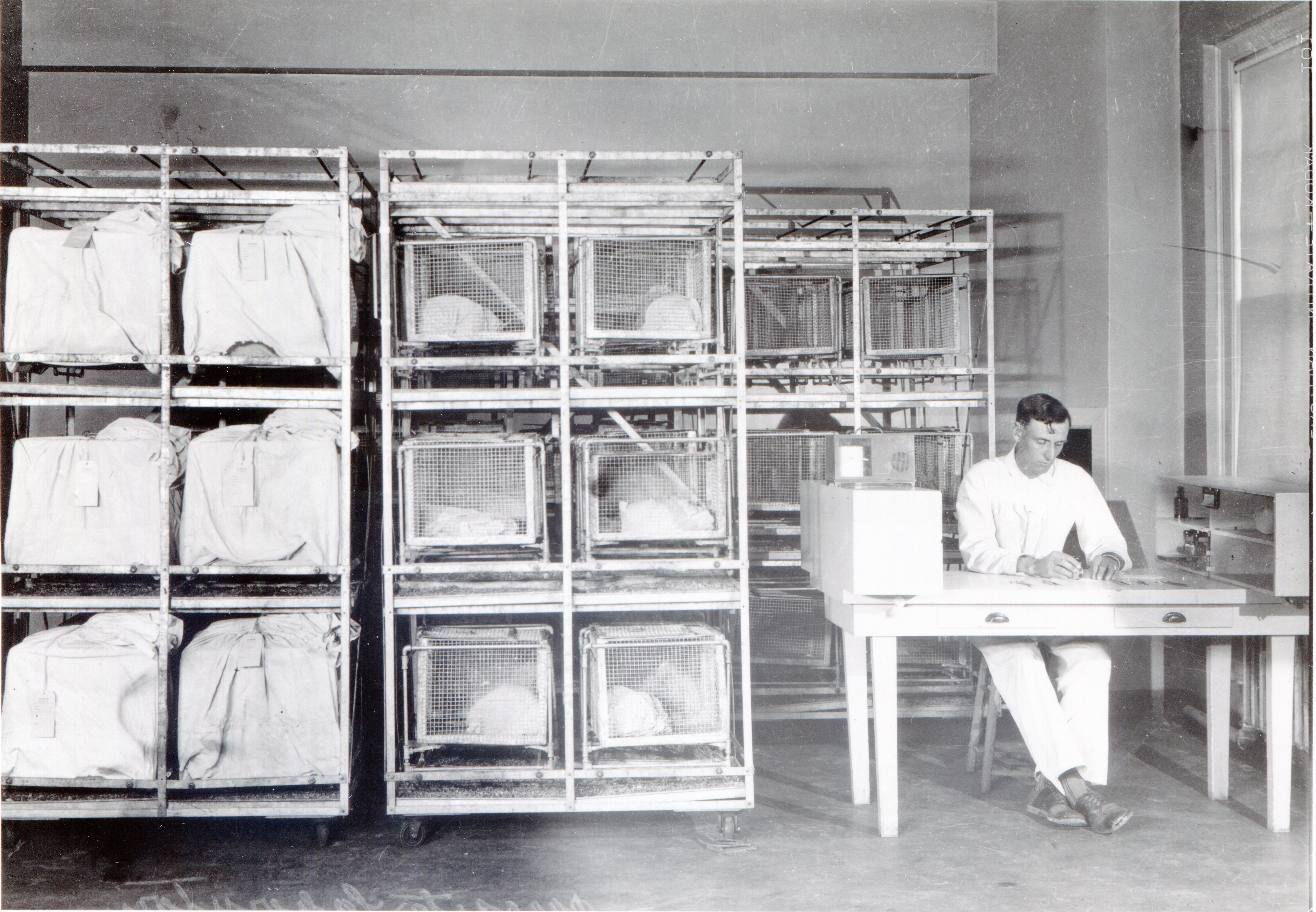 A man works at a desk in the animal area with a rack of cages covered in white cloth and a rack of uncovered cages.