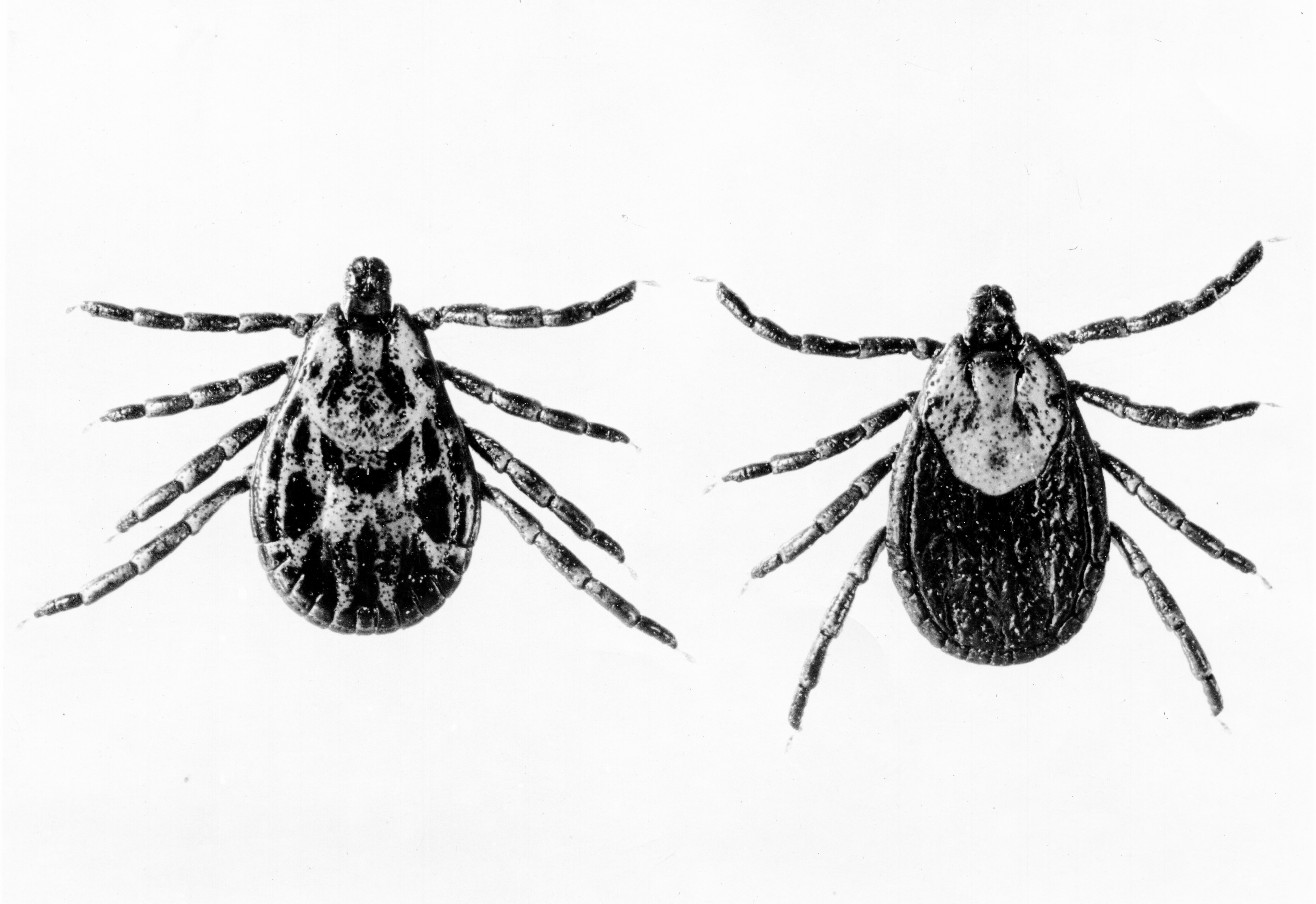 Female and Male ticks on white background