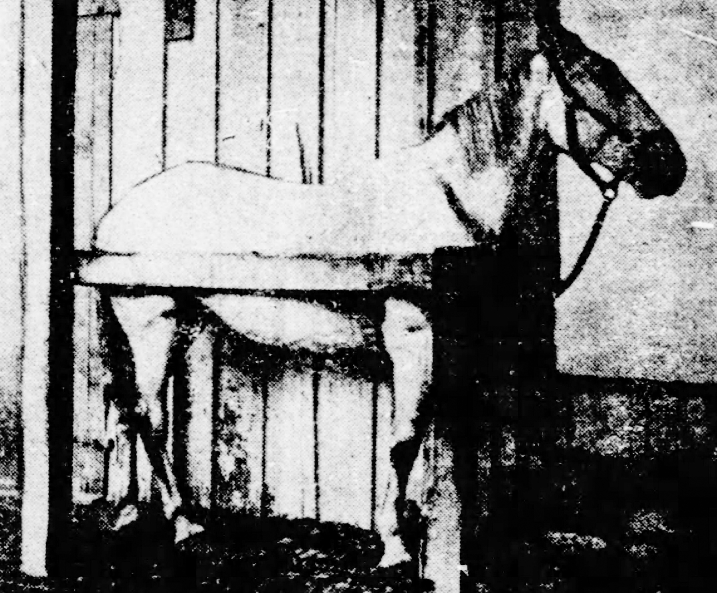 black and white photo from a 1901 newspaper of a horse 