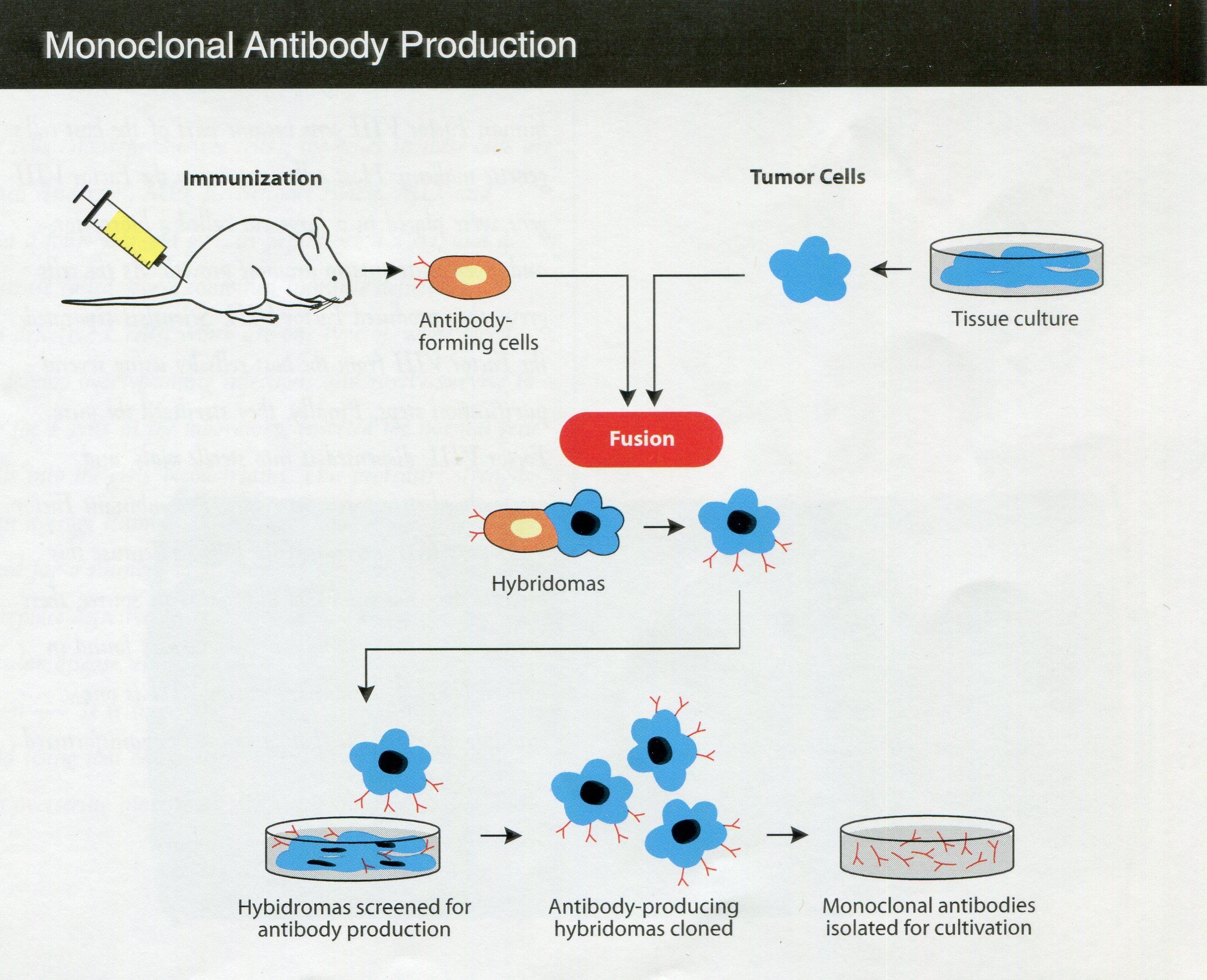 a chart showing Monoclonal Antibody Production