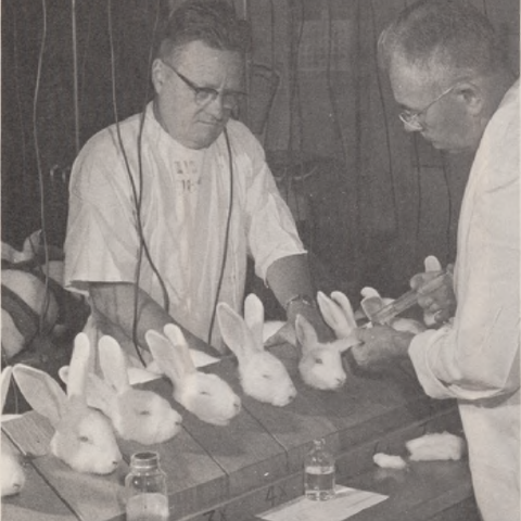 An old monochromatic photo of rabbits being injected by a couple scientists