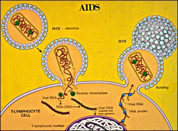 Illustration of how the virus attaches to an immune cell and reproduces