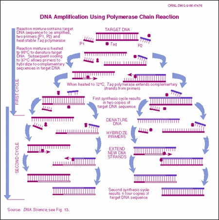 Diagram of the polymerase chain reaction test shows how to amplify HIV DNA sequences as a way to diagnose HIV infection in blood samples.