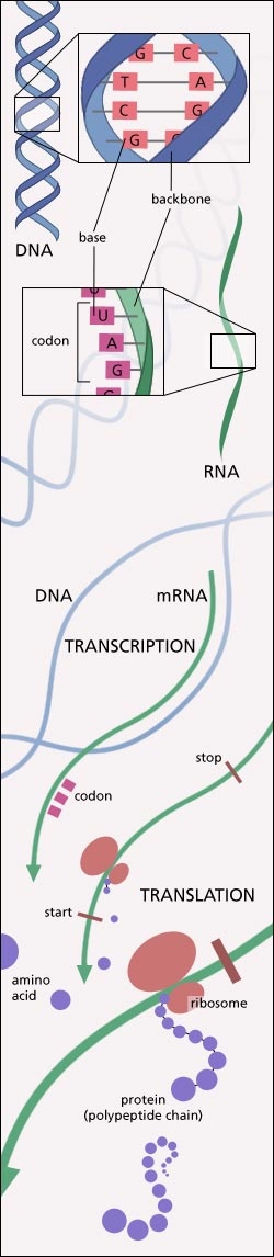 Diagram of DNA and protein production