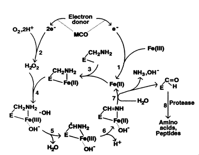 Site-specific mechanism of protein oxidation by the metal-catalyzed oxidation system.