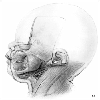 pencil Illustration of soft tissues and bone in babies face