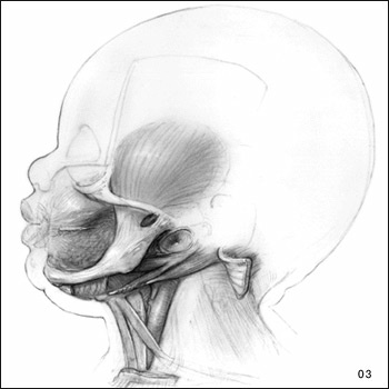 pencil Illustration of muscles and bone in babies face