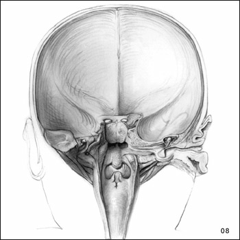 Drawing of the Throat Area from the Back