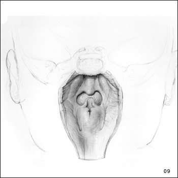 Drawing of the Throat Area from the Back