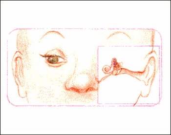 Details of the vestibule organs of the inner ear responsible for balance shoeing position with face as reference