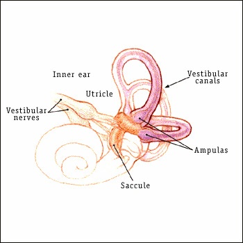 Details of the vestibule organs of the inner ear responsible for balance, including the utricle