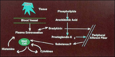 A graphic depicting the inflammatory cascade of chemical activity in response to tissue injury.