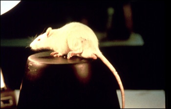 Photograph of a The rat guarding its paw.