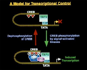An illustration of a model for Transcription Control demonstrating how twin phosphorylationand dephosphorylation reactions of promoter genes CREB and TATA regulate the transcription of dynorphin.
