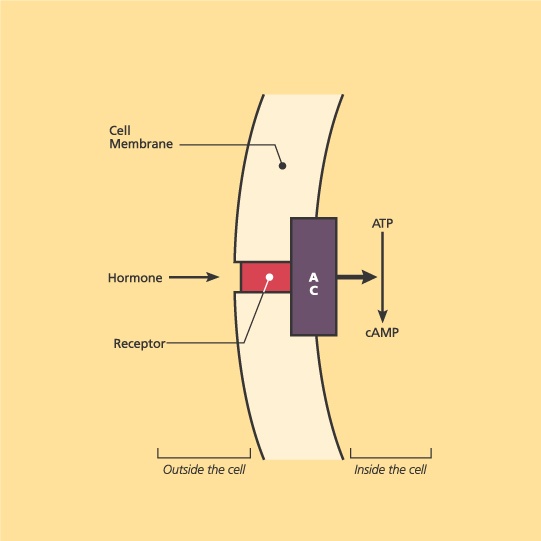 Illustration of hormone action at the cell membrane