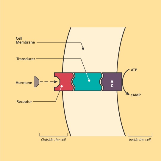 illustration depicting 3-Part Transducer Model