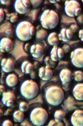 Fat cells isolated by Rodbell's method