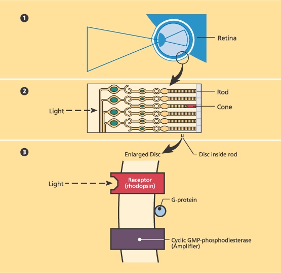 Diagram depicting light receptors activating a G-protein