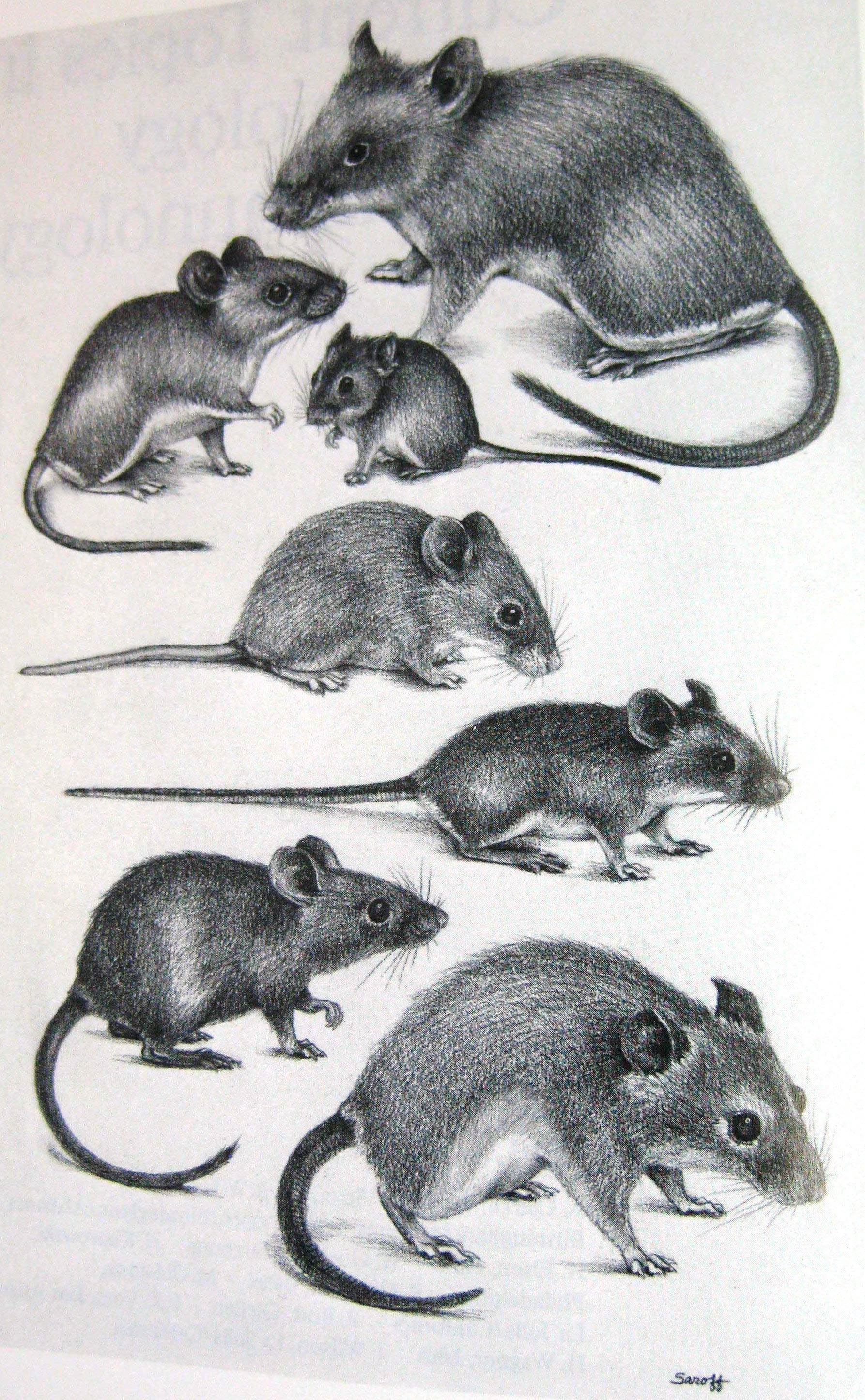 Illustration of wild mice